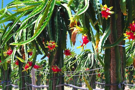HAG - Thời tới cản không kịp