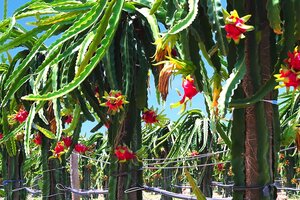 HAG - Thời tới cản không kịp