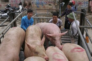 Giá heo hơi hôm nay ngày 13/4: Tăng-giảm trái chiều ở miền Trung-Nam