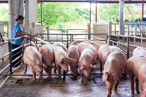 Giá heo hơi hôm nay ngày 14/4: Tiếp tục biến động nhẹ ở miền Trung-Nam