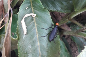 Ăn côn trùng lạ, 1 người ở Gia Lai tử vong