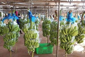 Cổ đông rót 1.700 tỷ đồng vào HAGL có sự thay đổi lớn, ông Nguyễn Văn Quý mua thêm 19 triệu cổ phiếu