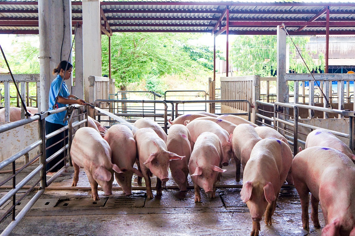 Giá heo hơi hôm nay 9/5: Đồng loạt đi ngang phiên đầu tuần