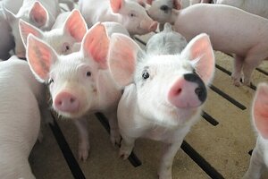 Giá heo hơi hôm nay 11/5: Tăng rải rác ở nhiều tỉnh thành