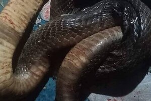 Đi thả lưới, người đàn ông bị rắn hổ phì cắn tử vong