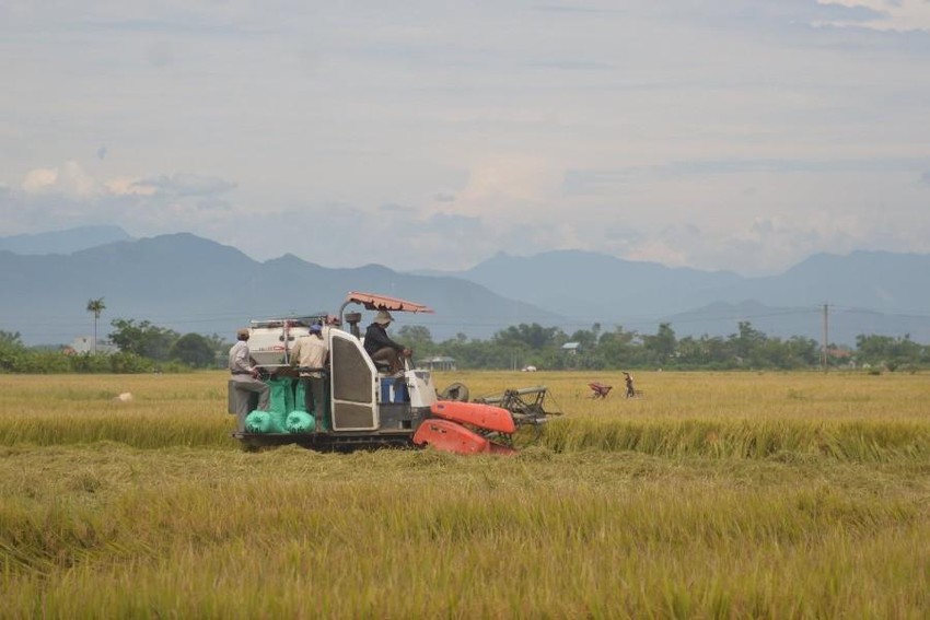 TT-Huế: Một người đàn ông bị sét đánh tử vong khi đang thu hoạch lúa