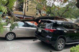 Cây phượng cổ thụ gãy ngang thân, đè 2 ô tô đang lưu thông trên đường