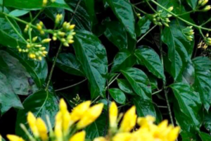 Nam sinh ăn lá ngón tự tử do buồn chuyện gia đình