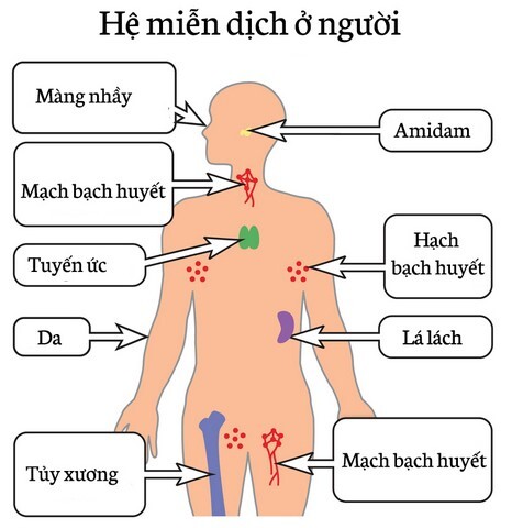 cách tăng sức đề kháng cho cơ thể