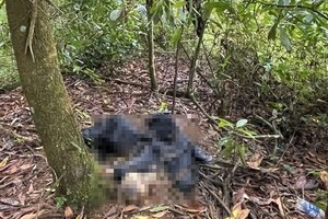 Phát hiện thi thể nam giới đang phân hủy trong rừng ở Đà Lạt