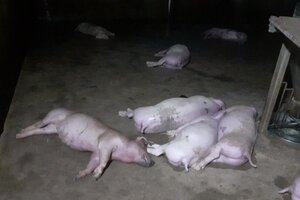 Sét đánh chết đàn lợn của một hộ dân tại Hà Tĩnh