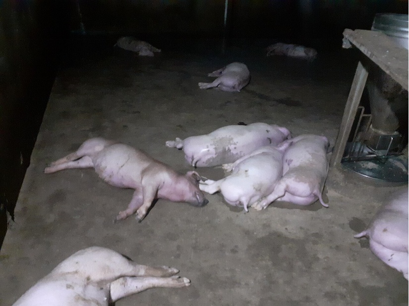 Sét đánh chết đàn lợn hàng chục con của một hộ dân tại Hà Tĩnh