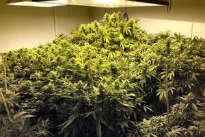 Hai thanh niên thuê căn hộ trồng cần sa rồi đem bán