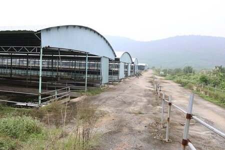 Tái khởi động dự án nuôi bò nghìn tỉ tại Hà Tĩnh