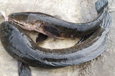 Người đàn ông 46 tuổi tử vong, nghi ngộ độc do ăn cá lóc