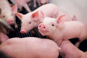 Giá heo hơi hôm nay ngày 10/6: Tiếp tục đi ngang ở cả 3 miền