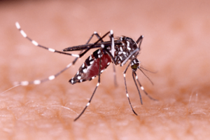 Cả nước đã ghi nhận hơn 43.600 trường hợp mắc sốt xuất huyết