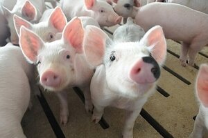 Giá heo hơi hôm nay ngày 15/6: Miền Nam tăng-giảm trái chiều