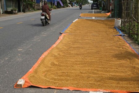 Hà Nội: Phạt nghiêm với người dân chiếm dụng lòng đường để phơi thóc