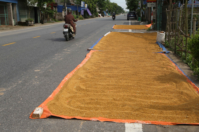 Hà Nội: Phạt nghiêm với người dân chiếm dụng lòng đường để phơi thóc