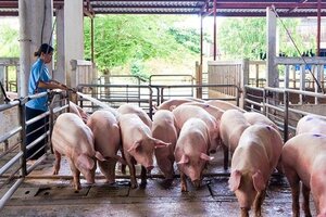 Giá heo hơi hôm nay ngày 27/6: Tăng nhẹ rải rác ở cả 3 miền