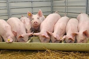 Giá heo hơi hôm nay ngày 4/7: Thị trường miền Nam giảm nhẹ