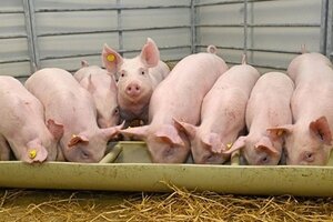Giá heo hơi hôm nay ngày 11/7: Tăng nhẹ rải rác ở cả 3 miền