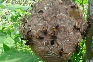 Bị đàn ong vò vẽ tấn công, người đàn ông tử vong thương tâm