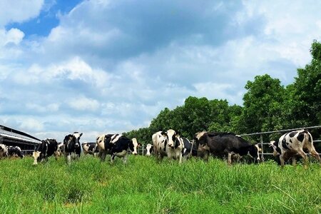 Vinamilk tăng cường đàn bò sữa cho các Green Farm với hơn 1.500 bò sữa nhập từ Mỹ