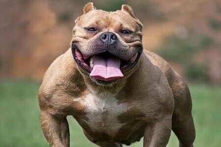 Sang nhà bà nội chơi, cháu bé 8 tuổi bị chó pitbull cắn tử vong