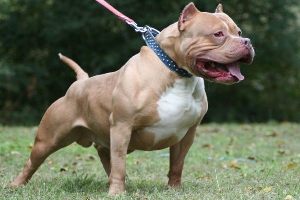 Cục trưởng Cục Thú y nói gì sau vụ chó pitbull cắn chết cháu bé 8 tuổi ở Bình Phước