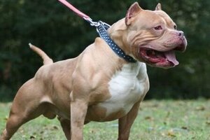 Quyền Cục trưởng Cục Thú y nói gì sau vụ chó pitbull cắn chết cháu bé 8 tuổi ở Bình Phước?