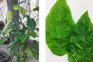 Ăn lá lộc mại chữa tiêu chảy, bé 3 tuổi nguy kịch