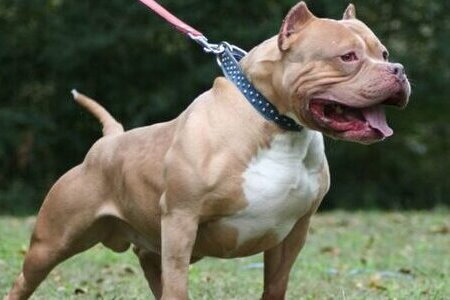 Chó pitbull nặng 40kg tấn công, cắn nữ chủ nhà tử vong