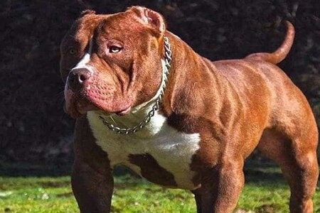 Tiêu huỷ con chó pitbull cắn nữ chủ nhà ở Thanh Hoá tử vong