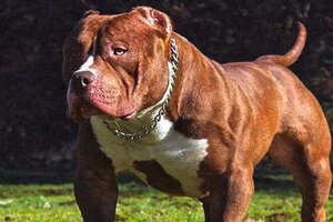 Tiêu huỷ con chó pitbull cắn nữ chủ nhà ở Thanh Hoá tử vong
