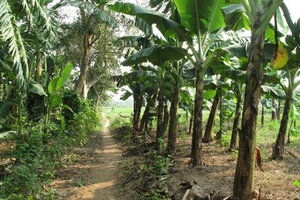 Thái Bình: Phát hiện thi thể cụ bà 95 tuổi được chôn trong vườn nhà con trai