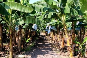 Vụ thi thể cụ bà chôn trong vườn: Sợ phiền con cháu, không muốn hàng xóm phúng viếng nhiều