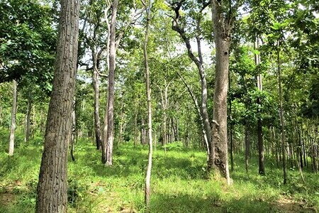 Xác định nhân thân thi thể phân hủy trơ xương trong rừng ở Quảng Ninh