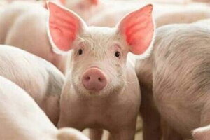 Giá heo hơi hôm nay 12/10: Tăng-giảm giải rác ở cả 3 miền