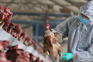 Bộ Y tế khuyến cáo 4 biện pháp phòng chống lây nhiễm cúm gia cầm sang người