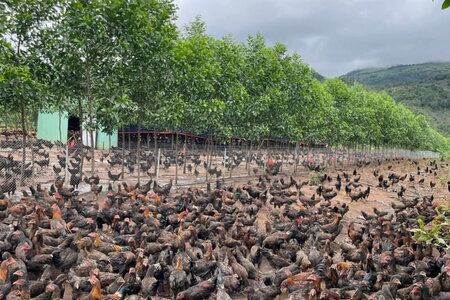 Cổ phiếu HAG và 'tâm lý đám đông'