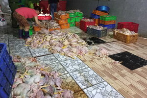 Thu mua hơn 2 tấn gà chết thối giá 4.000 đồng/kg để bán cho xưởng giò chả, chà bông