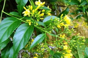 Hai nữ sinh ở Sơn La ăn nhầm lá ngón, một em tử vong