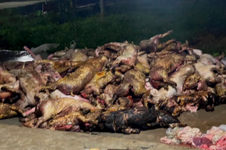 Nghệ An: Trang trại cháy lớn trong đêm, gần 1.3000 con lợn bị thiêu sống