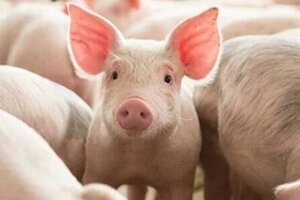 Giá heo hơi hôm nay 15/12: Giảm nhẹ ở hầu hết các địa phương ở miền Trung