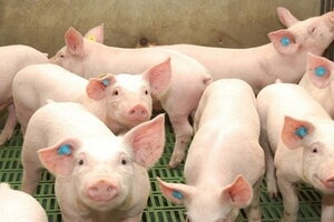 Giá heo hơi hôm nay 21/12: Đồng loạt đi ngang ở cả 3 miền