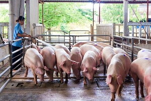 Giá heo hơi hôm nay 22/12: Tiếp tục đi ngang ở cả 3 miền