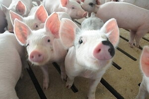 Giá heo hơi hôm nay 28/12: Tiếp tục giảm nhẹ rải rác ở cả 3 miền