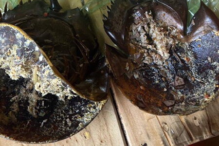 Khánh Hòa: 3 người bị ngộ độc do nghi ngờ ăn nhầm con so biển